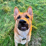 Major is registered to the contest to win money with this photo: animal, canine, collar, cute, dog, ears, eyes, fur, german_shepherd, grass, greenery, happy, nature, outdoor, pet, playful, portrait, sitting, snout, sunlight