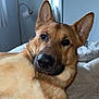 animal, bed, bedroom, canine, close_up, dog, domestic_animal, ears, eyes, fur, german_shepherd, indoor, lamp, mammal, mirror, nose, pet, portrait, relaxed, resting