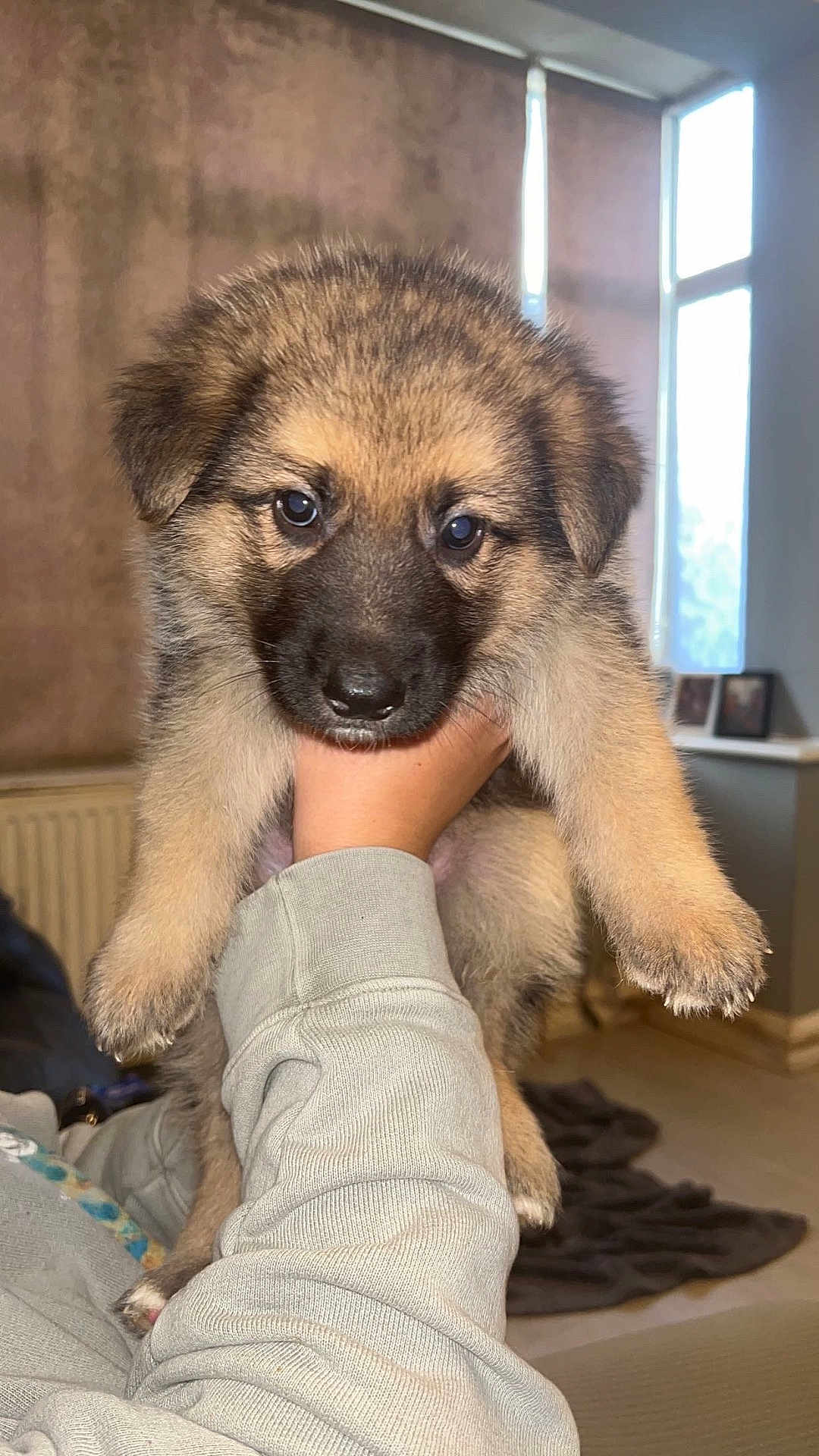 Major is registered to the contest to win money with this photo: adorable, animal, black, brown, cozy, cute, dog, eyes, face, fluffy, furry, hand, indoor, light, person, pet, puppy, snout, window, young