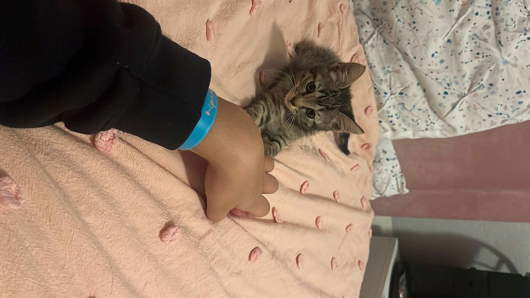 Lulu is registered to the contest to win money with this photo: carnivore, cat, comfort, domestic_short_haired_cat, felidae, finger, flesh, flooring, fur, human_leg, linens, nail, pattern, paw, sleeve, small_to_medium_sized_cats, thigh, whiskers, wood, wrist