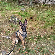 Ades participe au concours pour gagner de l'argent avec cette photo : dog, leash, harness, grass, stone_wall, outdoor, pet, animal, ears, sitting, brown_fur, alert, nature, rocks, leaves, daylight, canine, pavement, ground, watchful
