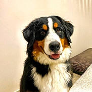 Ultra a rejoint le concours — aidez-le/la à gagner de superbes lots ! animal, appenzeller, ball, bodypart, canine, couch, cushion, dog, furniture, homedecor, hound, indoors, mouth, person, pet, puppy, snout, sport, tennis, tennisball