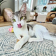 Oliver is registered to the contest to win money with this photo: cat, indoor, pet, animal, green_eyes, licking, tongue_out, rug, woven_basket, furniture, living_room, cozy, home_decor, wooden_floor, plant, toy, relaxed, white, gray, curious