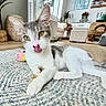 cat, indoor, pet, animal, green_eyes, licking, tongue_out, rug, woven_basket, furniture, living_room, cozy, home_decor, wooden_floor, plant, toy, relaxed, white, gray, curious