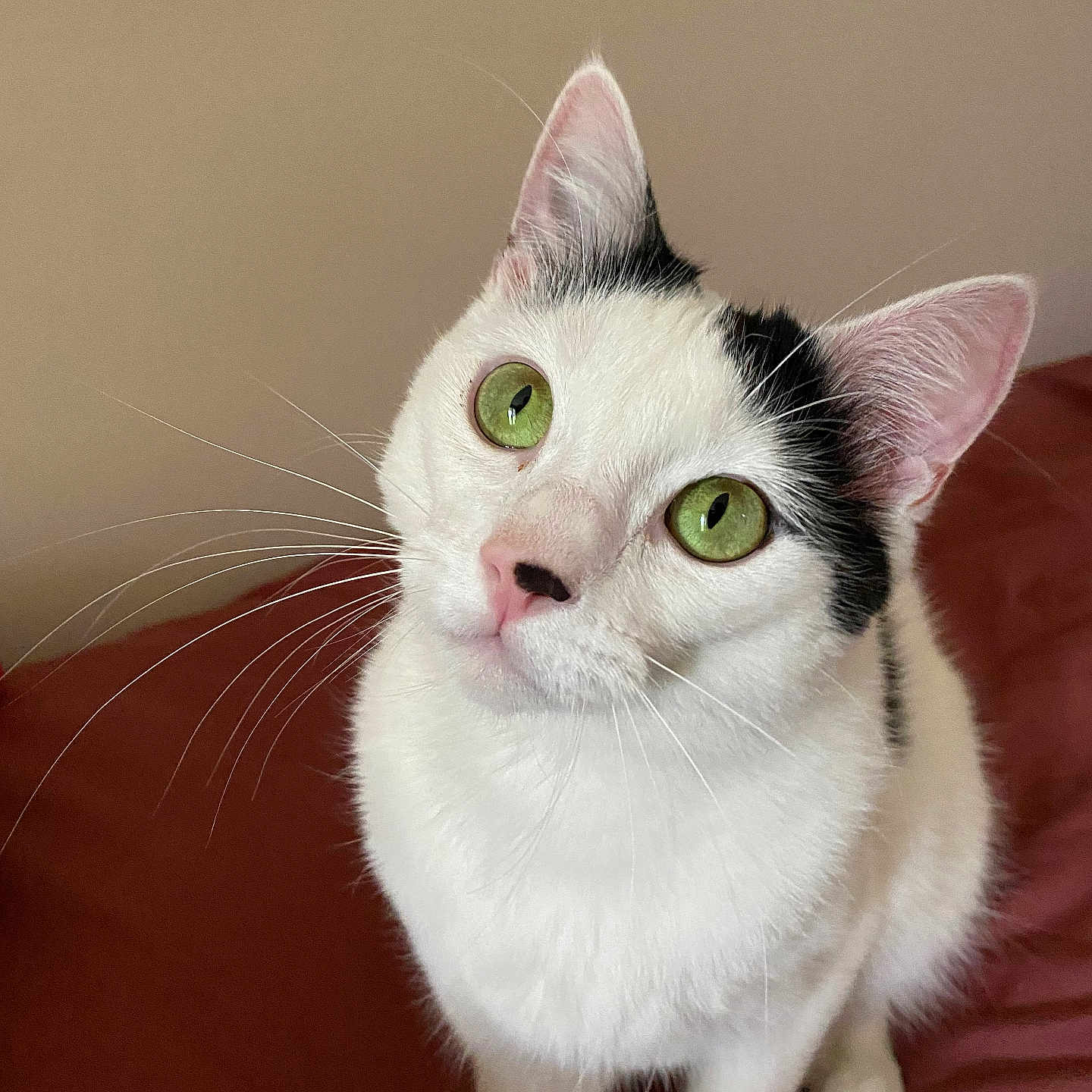 Thélio participe au concours pour gagner de l'argent avec cette photo : abyssinian, angora, animal, cat, kitten, manx, pet, siamese, white