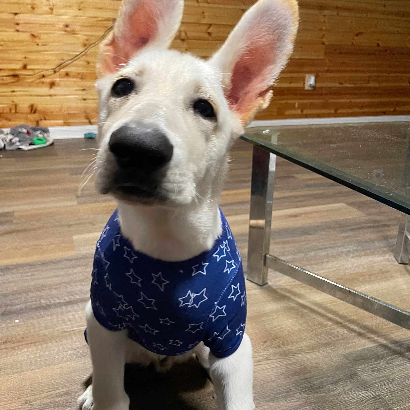 Drako is registered to the contest to win money with this photo: accessories, animal, canine, computerhardware, dog, electronics, furniture, hardwood, hound, husky, indoors, interiordesign, person, pet, plywood, puppy, strap, table, whitedog, wood