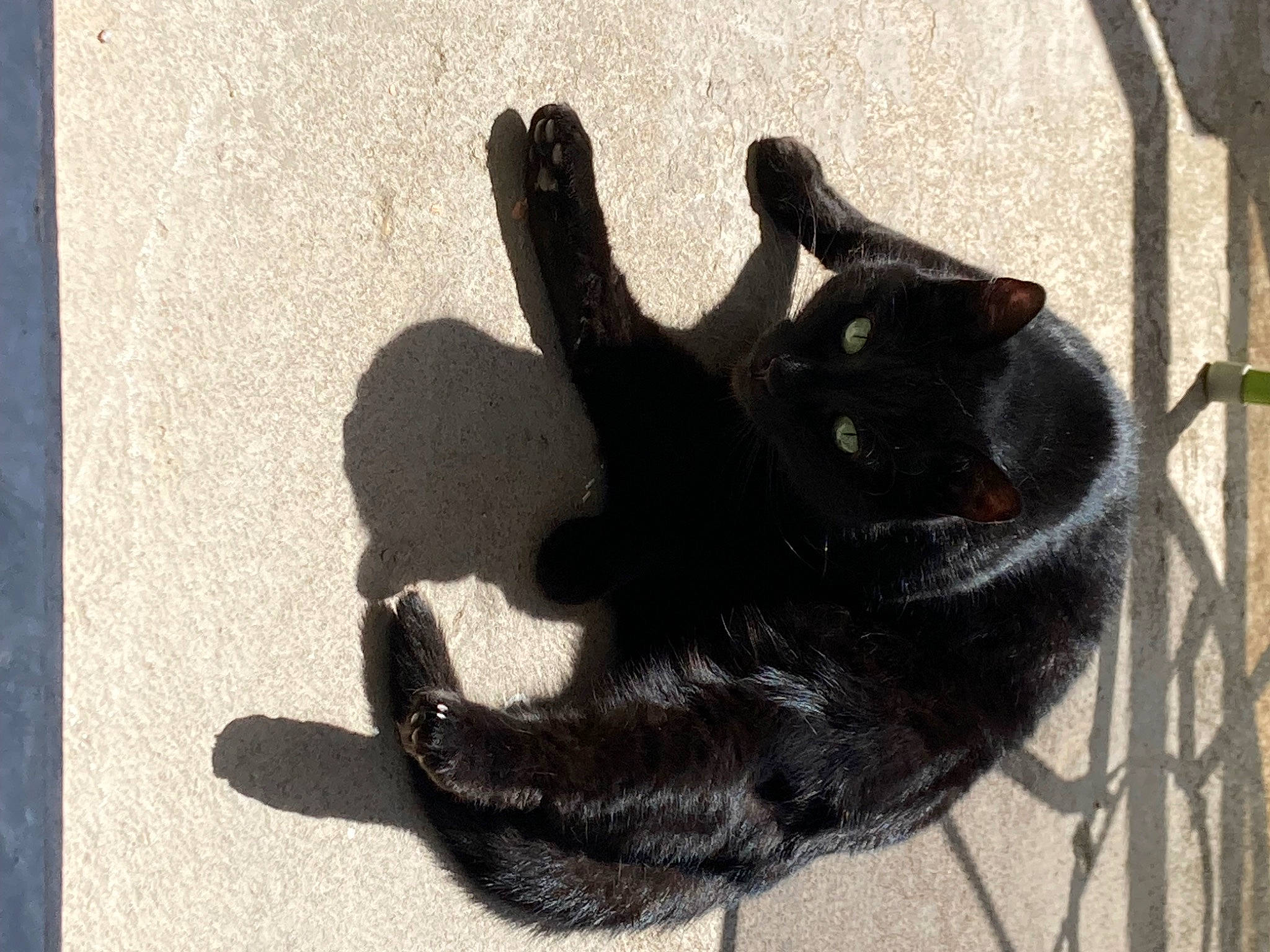 Minette participe au concours pour gagner de l'argent avec cette photo : black_cat, canidae, cat, claw, dog_breed, domestic_short_haired_cat, felidae, foot, fur, gesture, glove, paw, safety_glove, shadow, small_to_medium_sized_cats, snout, sporting_group, tail, terrestrial_animal, whiskers