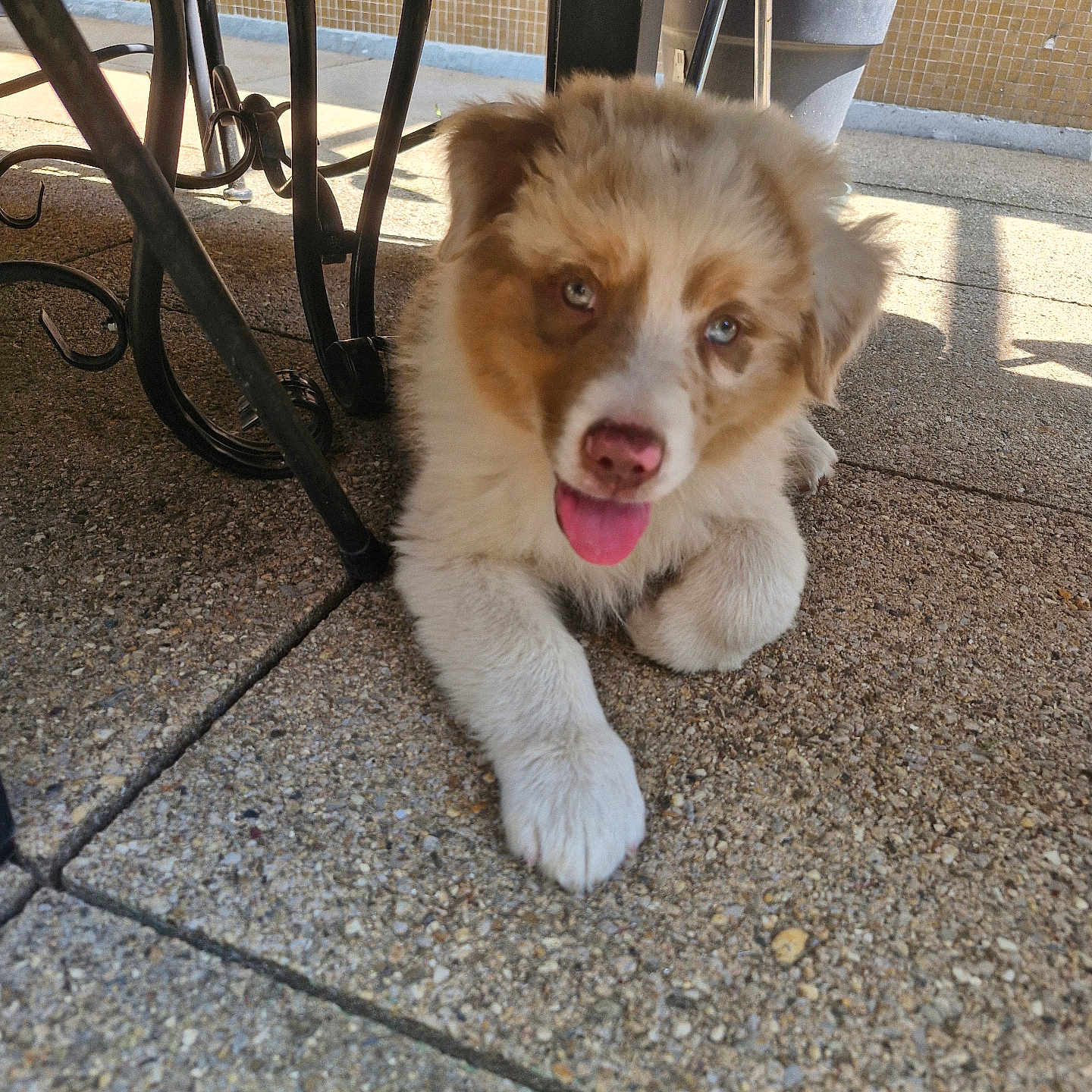 Volt a rejoint le concours — aidez-le/la à gagner de superbes lots ! adorable, animal, blue_eyes, cute, dog, floor, fur, metal, outdoor, pet, pink_nose, playful, puppy, resting, shadow, stone, sunlight, table, tongue_out, young_dog