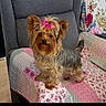 Stacy participe au concours pour gagner de l'argent avec cette photo : alert, brown_fur, chair, companion_animal, curtain, cushion, dog, floral_pattern, furniture, gray_fur, indoors, living_room, long_hair, pet, pink_bow, portrait, quilt, small_dog, standing, yorkshire_terrier