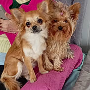 Stacy a rejoint le concours — aidez-le/la à gagner de superbes lots ! brown_fur, chihuahua, closeup, companion_animals, cute, dogs, fluffy, groomed, indoor, long_hair, person, pet, pink_cushion, portrait, puppies, sitting, small_dogs, tan_fur, white_chest, yorkshire_terrier