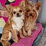 brown_fur, chihuahua, closeup, companion_animals, cute, dogs, fluffy, groomed, indoor, long_hair, person, pet, pink_cushion, portrait, puppies, sitting, small_dogs, tan_fur, white_chest, yorkshire_terrier