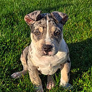 Marley a rejoint le concours — aidez-le/la à gagner de superbes lots ! puppy, dog, grass, outdoor, animal, pet, merle, cute, young, sitting, sunlight, ears, face, nose, fur, eyes, nature, daylight, adorable, canine