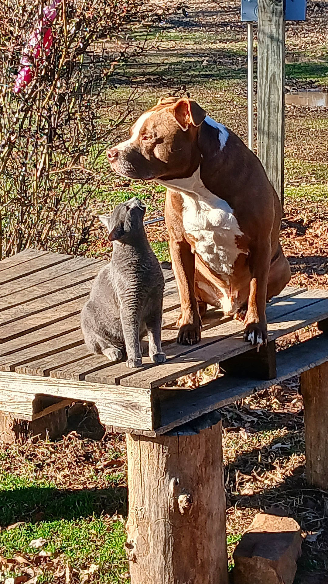 Boudreaux joined the competition — help win amazing prizes! animal_portrait, bench, cat, closeup, companionship, dog, gazing, grass, gray_cat, leaves, outdoor, pets, pit_bull, portrait, shadow, shrub, sitting, sunlight, wooden_platform, yard