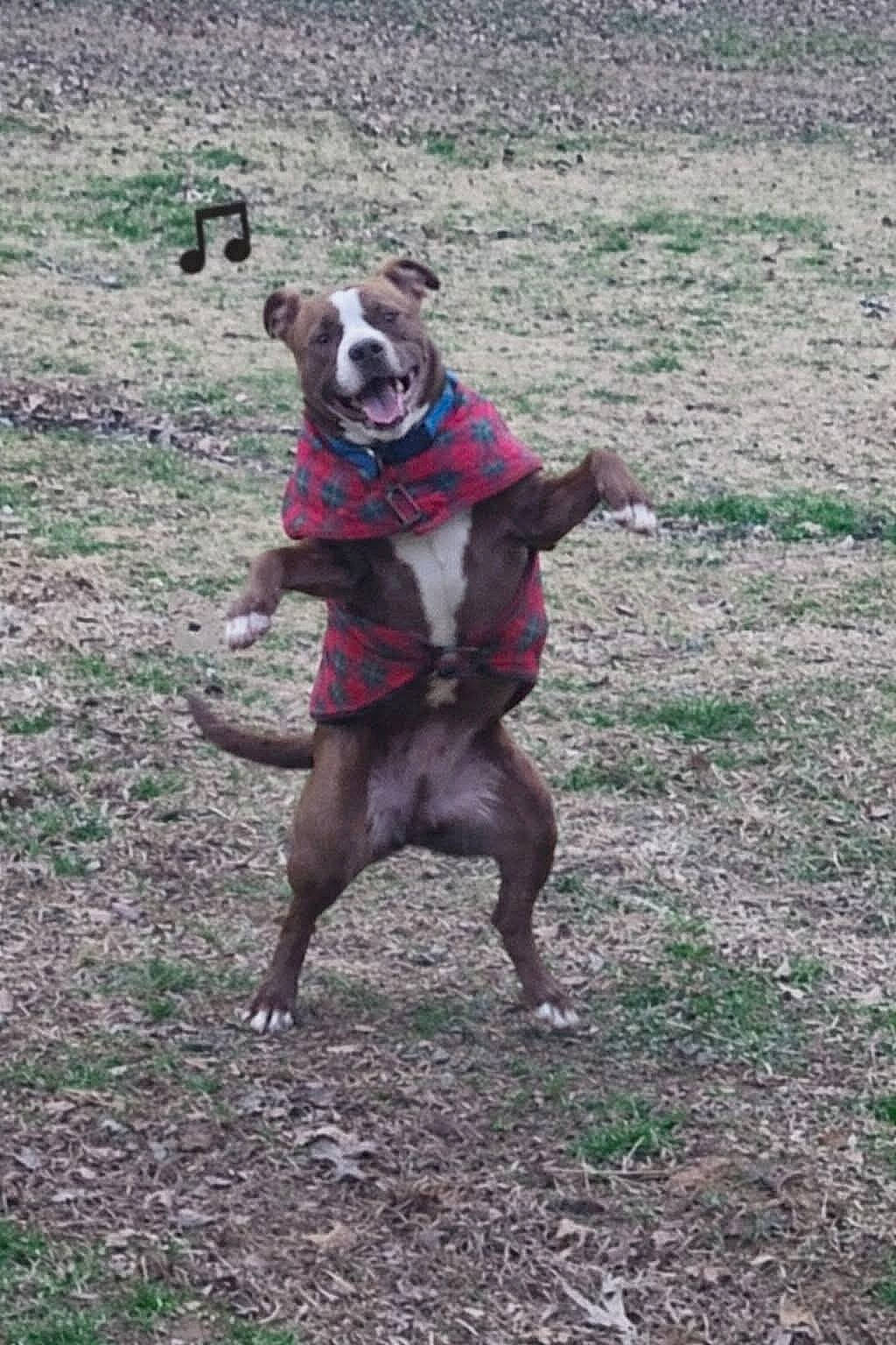 Boudreaux is registered to the contest to win money with this photo: backyard, canine, clothing, coat, dancing, dog, grass, happy, leaf_litter, midair, music_note, outdoor, paws, pet, plaid, playful, smiling, standing, tail, tongue_out