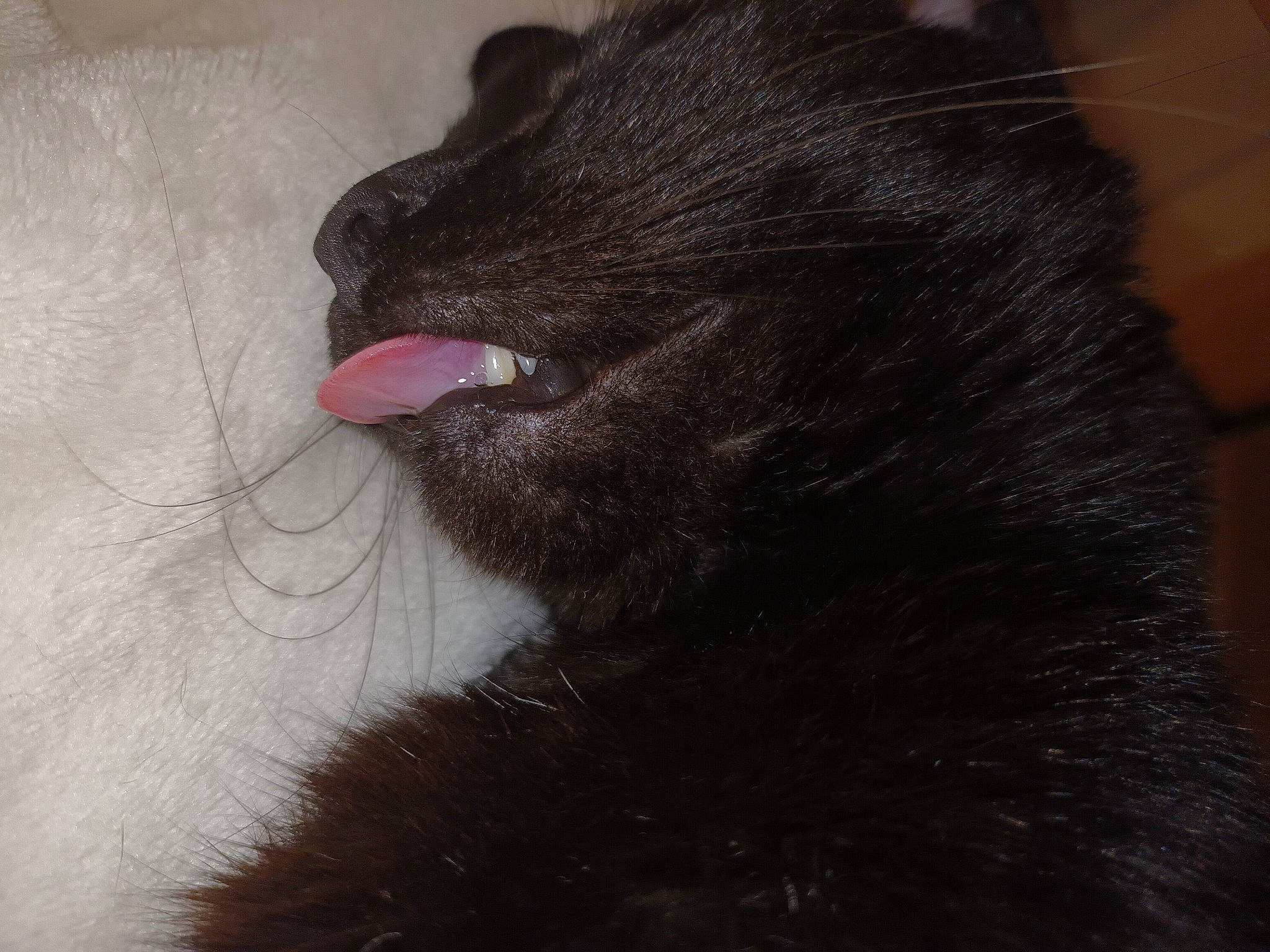 Ghismo a rejoint le concours — aidez-le/la à gagner de superbes lots ! black_cat, bombay, carmine, carnivore, cat, claw, dog_breed, domestic_short_haired_cat, felidae, foot, fur, human_body, magenta, paw, small_to_medium_sized_cats, snout, tail, terrestrial_animal, whiskers