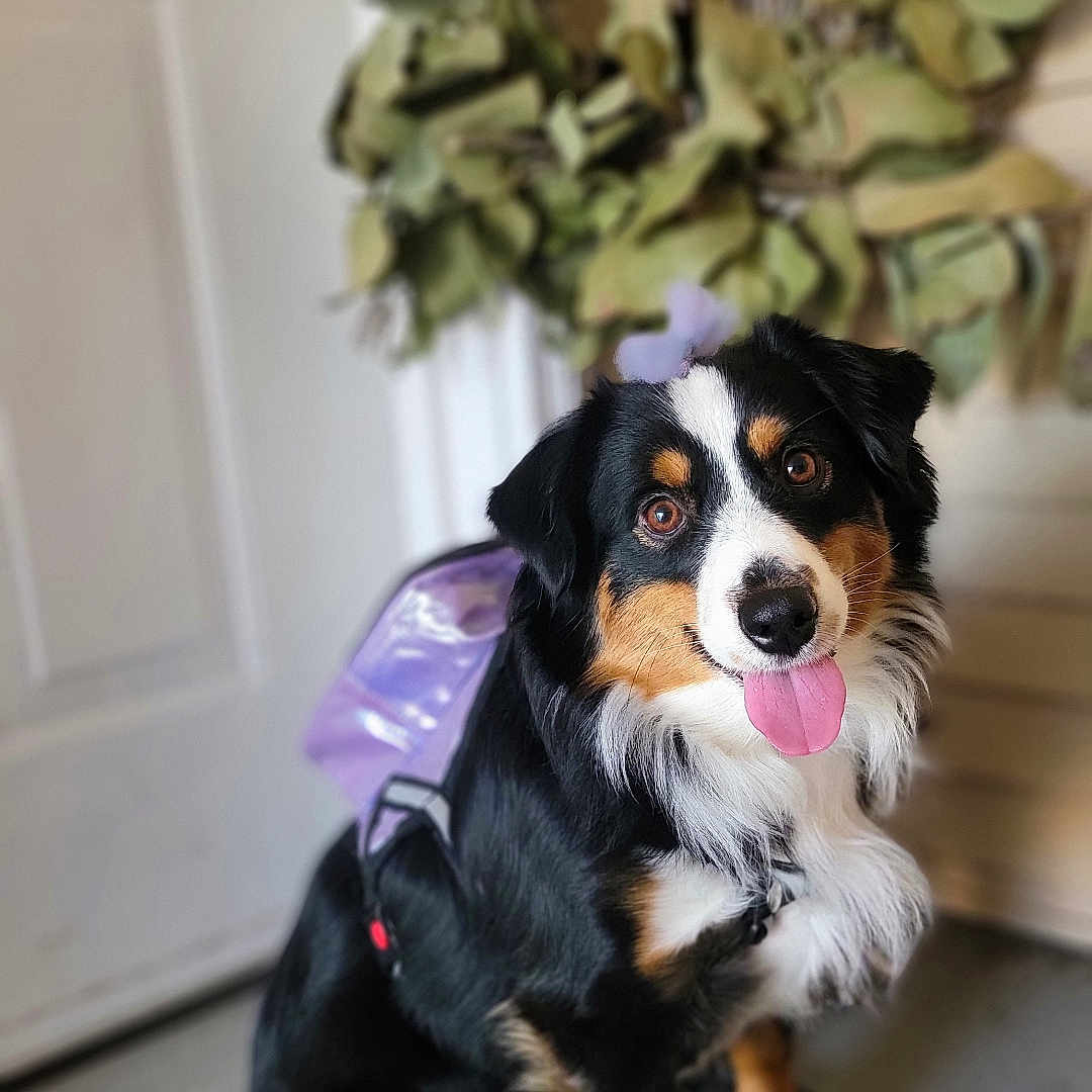 Yzmae is registered to the contest to win money with this photo: accessories, animal, ball, canine, cockerspaniel, dog, flower, flowerarrangement, hound, jar, papillon, pet, plant, planter, pottedplant, pottery, puppy, strap, vase, wood