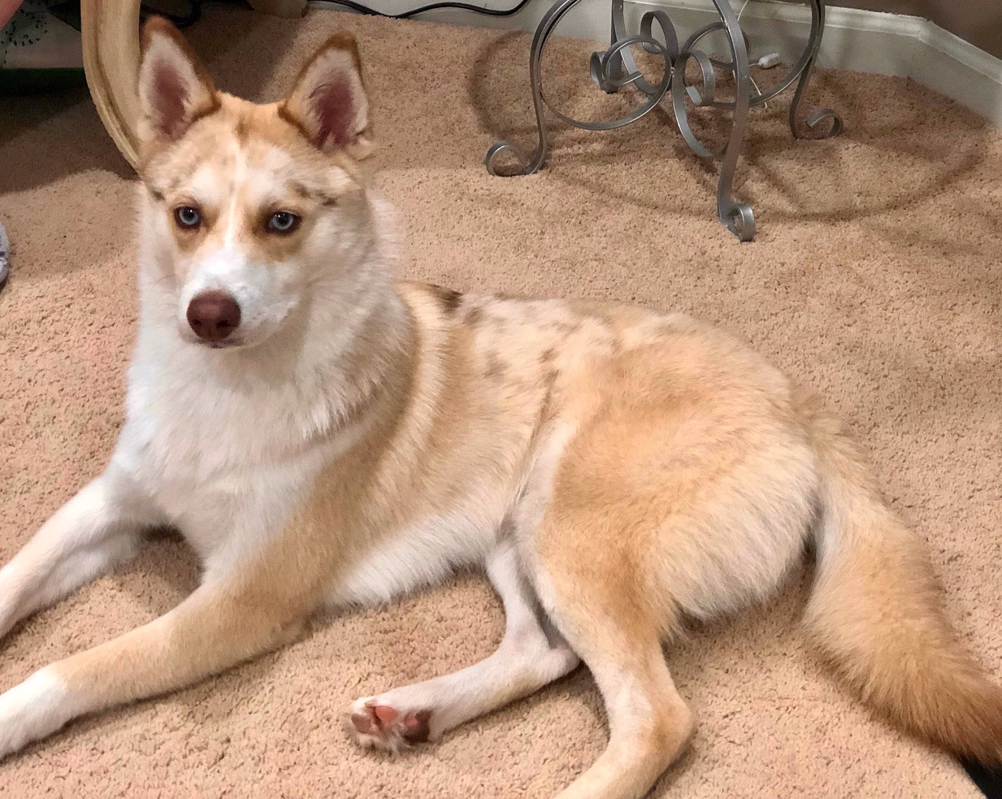 Maverick is registered to the contest to win money with this photo: canidae, canis, carnivore, collar, companion_dog, dog, dog_breed, fawn, fur, sled_dog, snout, sporting_group, tail, terrestrial_animal, tire, wheel, whiskers, wildlife, working_animal, working_dog