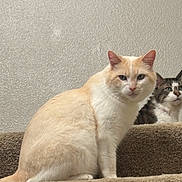 Artemis joined the competition — help win amazing prizes! carpet, cat, cats, cream_cat, curious, ears, feline, fur, indoor, looking_at_camera, pet, portrait, relaxed, sitting, stairs, step, tabby_cat, two_animals, wall, whiskers