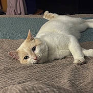 Artemis is registered to the contest to win money with this photo: animal, bed, blanket, cat, cozy, cream_color, cute, domestic_cat, ears, fur, indoor, lying_down, mammal, paws, pet, portrait, relaxed, resting, whiskers, white_fur