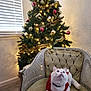 Artemis joined the competition — help win amazing prizes! animal, cat, chair, christmas_tree, cozy, cute, domestic, festive, furniture, holiday, holiday_decorations, indoor, lights, looking_up, ornaments, pet, red_sweater, tufted_chair, vintage_chair, white_cat
