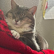Salt And Pepper is registered to the contest to win money with this photo: cat, tabby, sleeping, cozy, blanket, red_blanket, blue_blanket, paw, fur, whiskers, indoor, resting, nap, closeup, pet, cute, relaxed, feline, home, soft_light