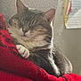 cat, tabby, sleeping, cozy, blanket, red_blanket, blue_blanket, paw, fur, whiskers, indoor, resting, nap, closeup, pet, cute, relaxed, feline, home, soft_light
