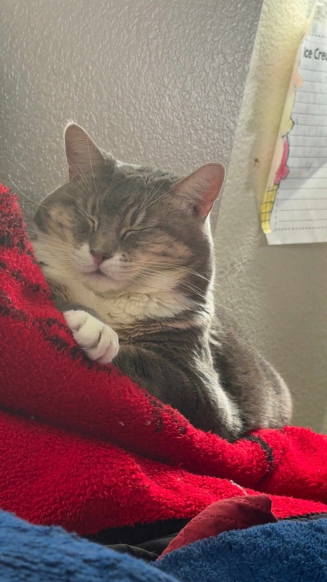 Salt And Pepper is registered to the contest to win money with this photo: cat, tabby, sleeping, cozy, blanket, red_blanket, blue_blanket, paw, fur, whiskers, indoor, resting, nap, closeup, pet, cute, relaxed, feline, home, soft_light