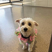 Louis is registered to the contest to win money with this photo: adorable, animal, closeup, collar, companion, curious, cute, dog, domestic_animal, ears, floor, flower_lei, fur, indoor, looking_up, pet, small_dog, standing, tag, white_dog