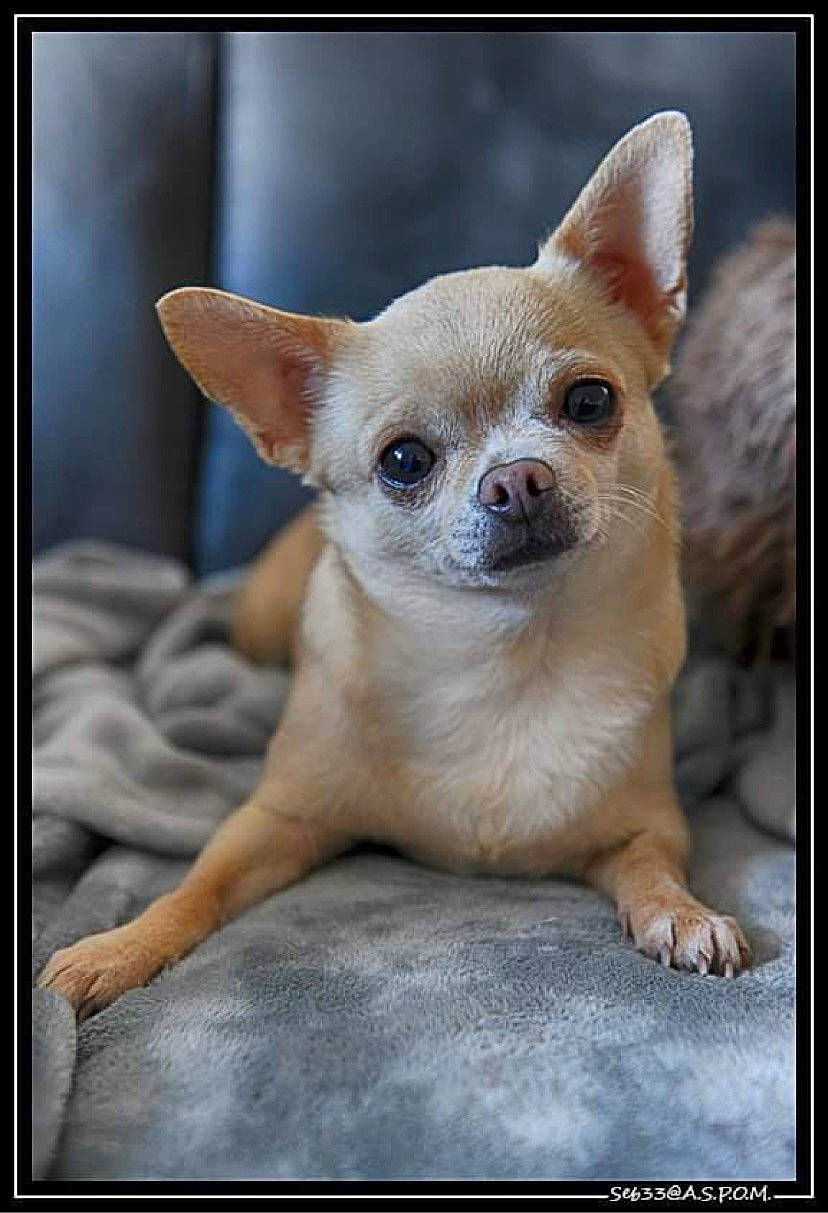 Moumouche a rejoint le concours — aidez-le/la à gagner de superbes lots ! canidae, carnivore, companion_dog, corgi_chihuahua, dog, dog_breed, fawn, fur, paw, photo_caption, rectangle, snout, terrestrial_animal, toy_dog, whiskers, wildlife