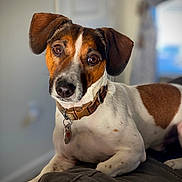 Osky is registered to the contest to win money with this photo: animal, blanket, brown_and_white, canine, close_up, collar, curious, cute, dog, domestic_animal, ears, fur, indoor, looking_at_camera, pet, portrait, resting, snout, spot, whiskers