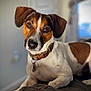 animal, blanket, brown_and_white, canine, close_up, collar, curious, cute, dog, domestic_animal, ears, fur, indoor, looking_at_camera, pet, portrait, resting, snout, spot, whiskers