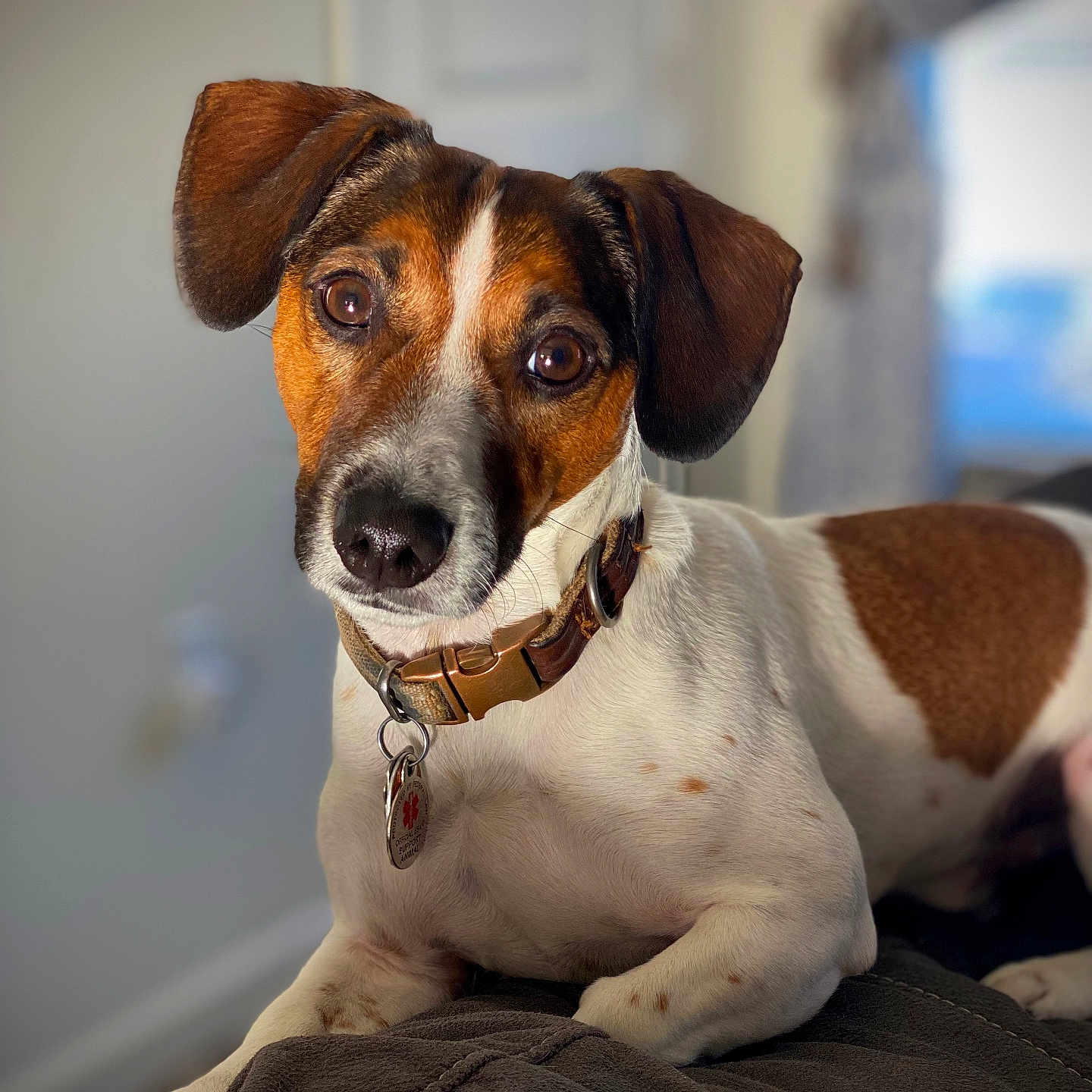 Osky is registered to the contest to win money with this photo: animal, blanket, brown_and_white, canine, close_up, collar, curious, cute, dog, domestic_animal, ears, fur, indoor, looking_at_camera, pet, portrait, resting, snout, spot, whiskers