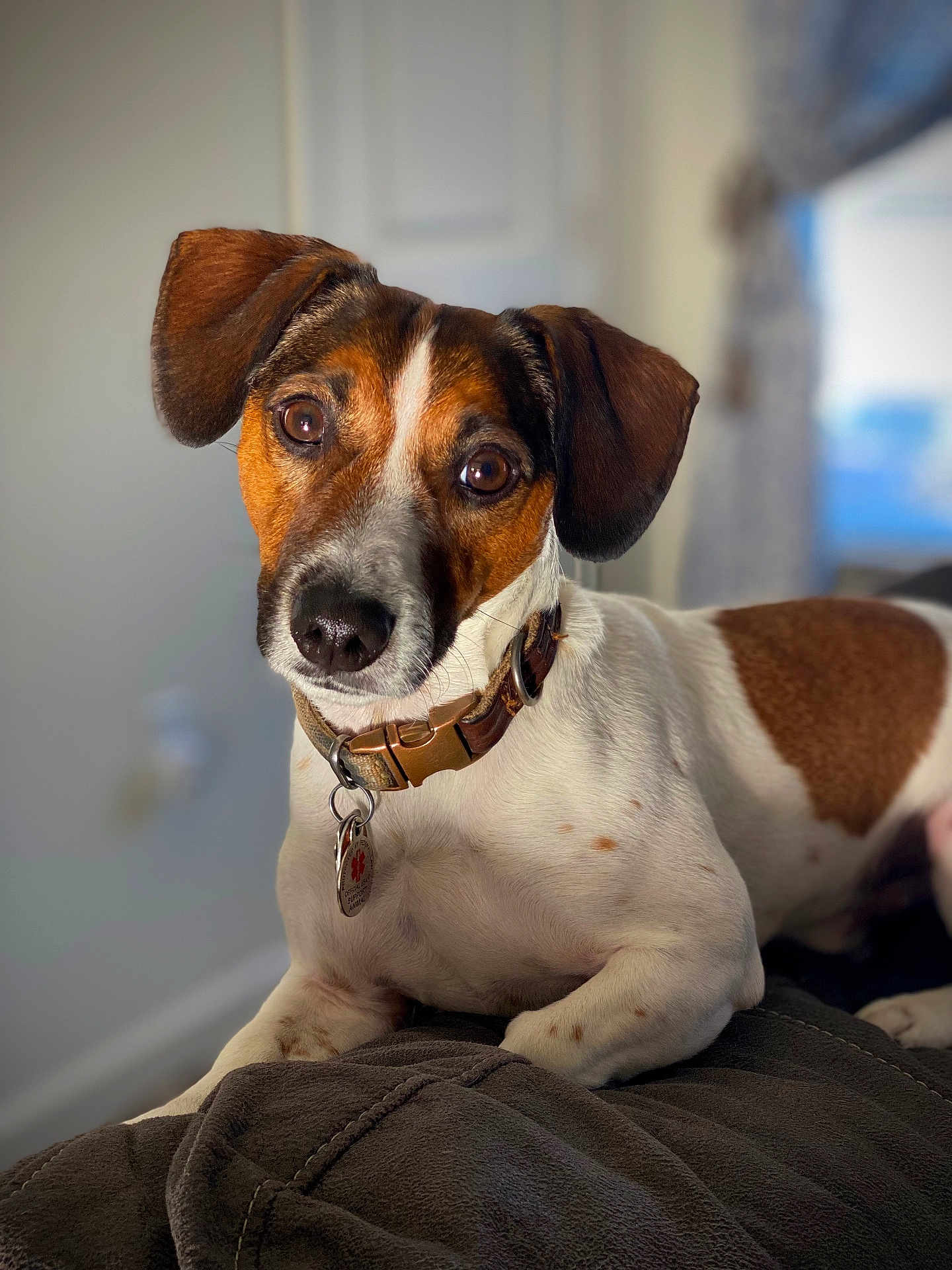 Osky is registered to the contest to win money with this photo: animal, blanket, brown_and_white, canine, close_up, collar, curious, cute, dog, domestic_animal, ears, fur, indoor, looking_at_camera, pet, portrait, resting, snout, spot, whiskers