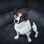 Osky is registered to the contest to win money with this photo: animal, brown, companion, couch, cute, dog, domestic_animal, ears, eyes, face, fur, furniture, indoor, jack_russell_terrier, looking_up, nose, pet, portrait, sitting, white
