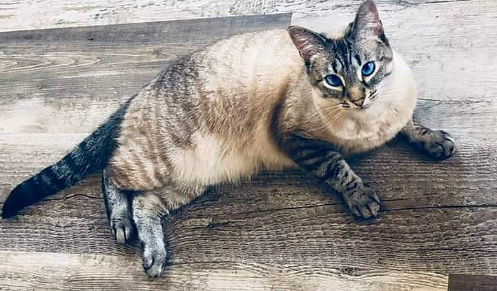 Shylah is registered to the contest to win money with this photo: asian, carnivore, cat, domestic_short_haired_cat, dragon_li, european_shorthair, felidae, kitten, mammal, ojos_azules, small_to_medium_sized_cats, snout, tabby_cat, thai, vertebrate, whiskers, wild_cat, wildlife