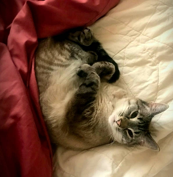 Shylah is registered to the contest to win money with this photo: american_shorthair, asian, carnivore, cat, domestic_short_haired_cat, ear, european_shorthair, felidae, fur, kitten, nap, norwegian_forest_cat, paw, sleep, small_to_medium_sized_cats, snout, tabby_cat, whiskers