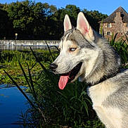 Yuki a rejoint le concours — aidez-le/la à gagner de superbes lots ! alaskan_malamute, canadian_eskimo_dog, czechoslovakian_wolfdog, dog, dog_breed, dog_like_mammal, east_siberian_laika, jamthund, kunming_wolfdog, native_american_indian_dog, northern_inuit_dog, saarloos_wolfdog, sakhalin_husky, seppala_siberian_sleddog, siberian_husky, sled_dog, snout, tamaskan_dog, utonagan, wolfdog