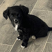 Luna joined the competition — help win amazing prizes! puppy, dog, black_dog, small_dog, white_paws, white_chest, floor, tile_floor, indoor, pet, cute, young_dog, animal, sitting, looking_up, fur, ears, adorable, companion, domestic_animal