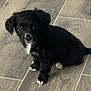 puppy, dog, black_dog, small_dog, white_paws, white_chest, floor, tile_floor, indoor, pet, cute, young_dog, animal, sitting, looking_up, fur, ears, adorable, companion, domestic_animal