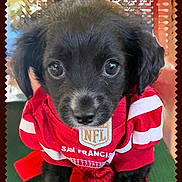 Luna joined the competition — help win amazing prizes! adorable, animal, black_dog, closeup, clothing, cute, dog, eyes, face, fur, indoors, jersey, nfl, pet, portrait, puppy, red, san_francisco, white, young_dog