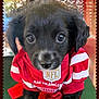 adorable, animal, black_dog, closeup, clothing, cute, dog, eyes, face, fur, indoors, jersey, nfl, pet, portrait, puppy, red, san_francisco, white, young_dog