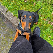 Alfred a rejoint le concours — aidez-le/la à gagner de superbes lots ! adorable, animal, black_and_tan, canine, cute, dachshund, dog, footwear, friendly, grass, ground, looking_up, nature, outdoor, pants, paw, person, pet, puppy, sidewalk