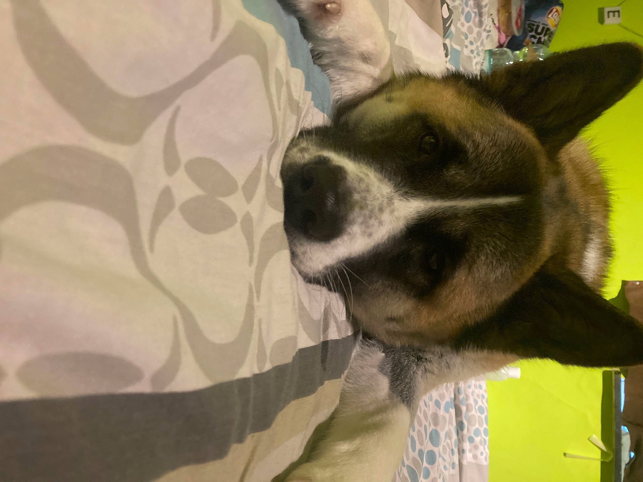 Champion a rejoint le concours — aidez-le/la à gagner de superbes lots ! canidae, carnivore, comfort, companion_dog, dog, dog_breed, fur, linens, pet_supply, snout, vertebrate, whiskers, working_animal, working_dog