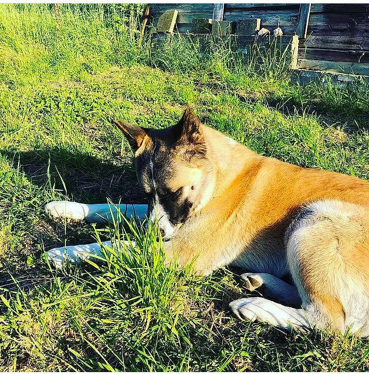 Champion participe au concours pour gagner de l'argent avec cette photo : canidae, carnivore, collar, companion_dog, dog, dog_breed, fawn, grass, mammal, snout, sporting_group, working_animal