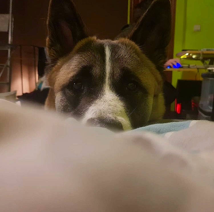 Champion participe au concours pour gagner de l'argent avec cette photo : canidae, carnivore, dog, dog_breed, snout, working_animal, working_dog