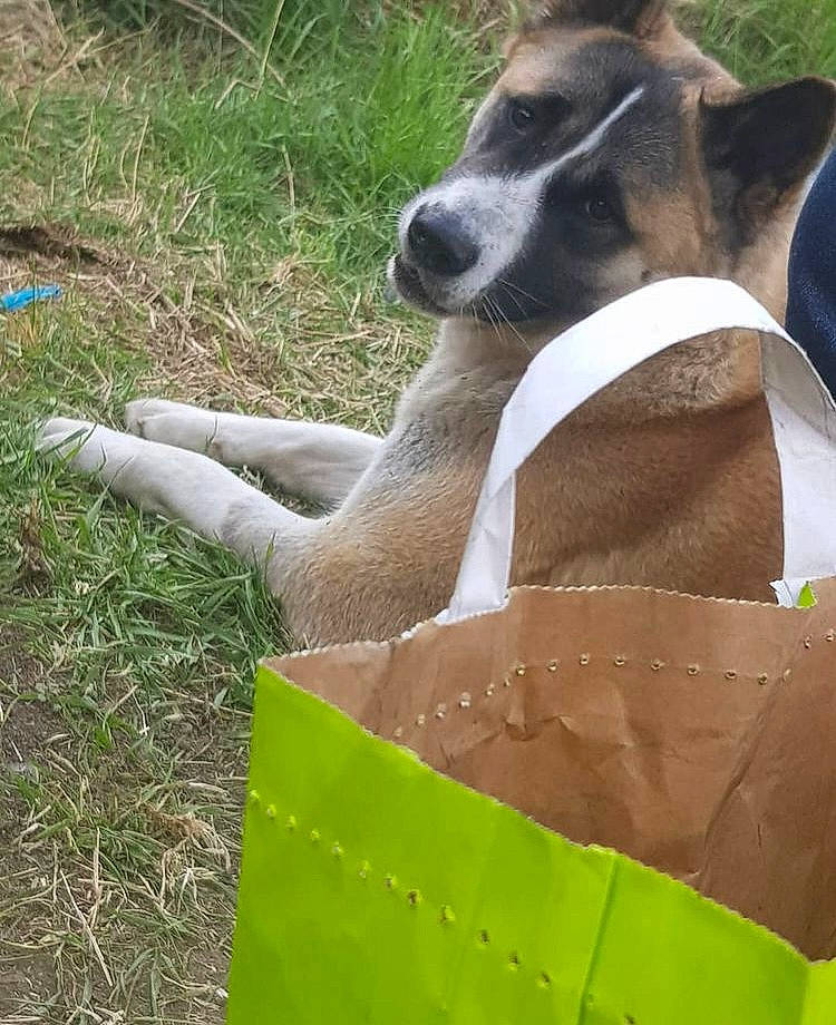 Champion participe au concours pour gagner de l'argent avec cette photo : canidae, carnivore, collar, companion_dog, dog, dog_breed, dog_supply, fawn, grass_family, snout, sporting_group, terrestrial_animal, working_animal