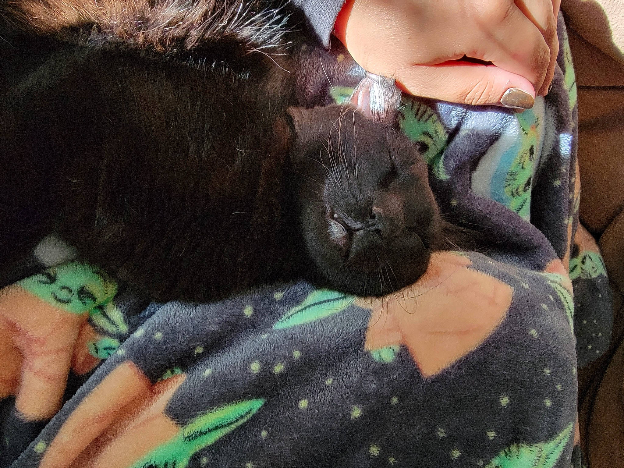 Indi is registered to the contest to win money with this photo: abdomen, beard, chest, dog_breed, elbow, fawn, felidae, finger, flesh, fur, grass, green, human_leg, liver, nail, pattern, terrestrial_animal, thigh, whiskers, working_animal