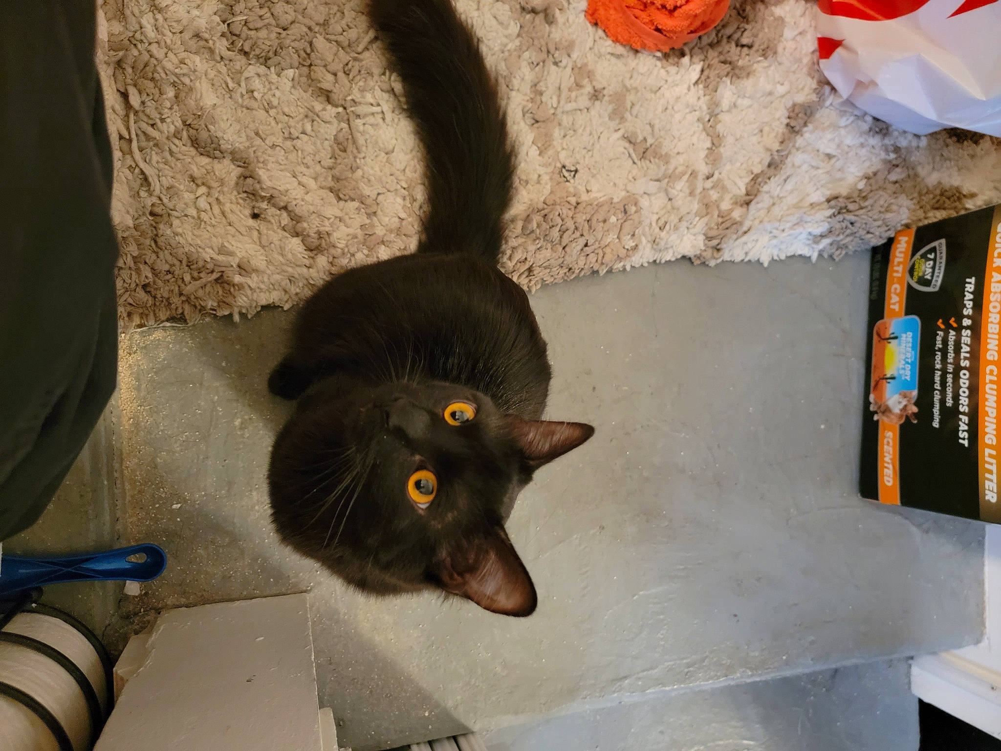 Indi joined the competition — help win amazing prizes! animal_feed, black_cat, bombay, carnivore, cat, claw, domestic_short_haired_cat, felidae, flooring, fur, pet_food, pet_supply, plumbing, plumbing_fixture, small_animal_food, small_to_medium_sized_cats, snout, tail, whiskers