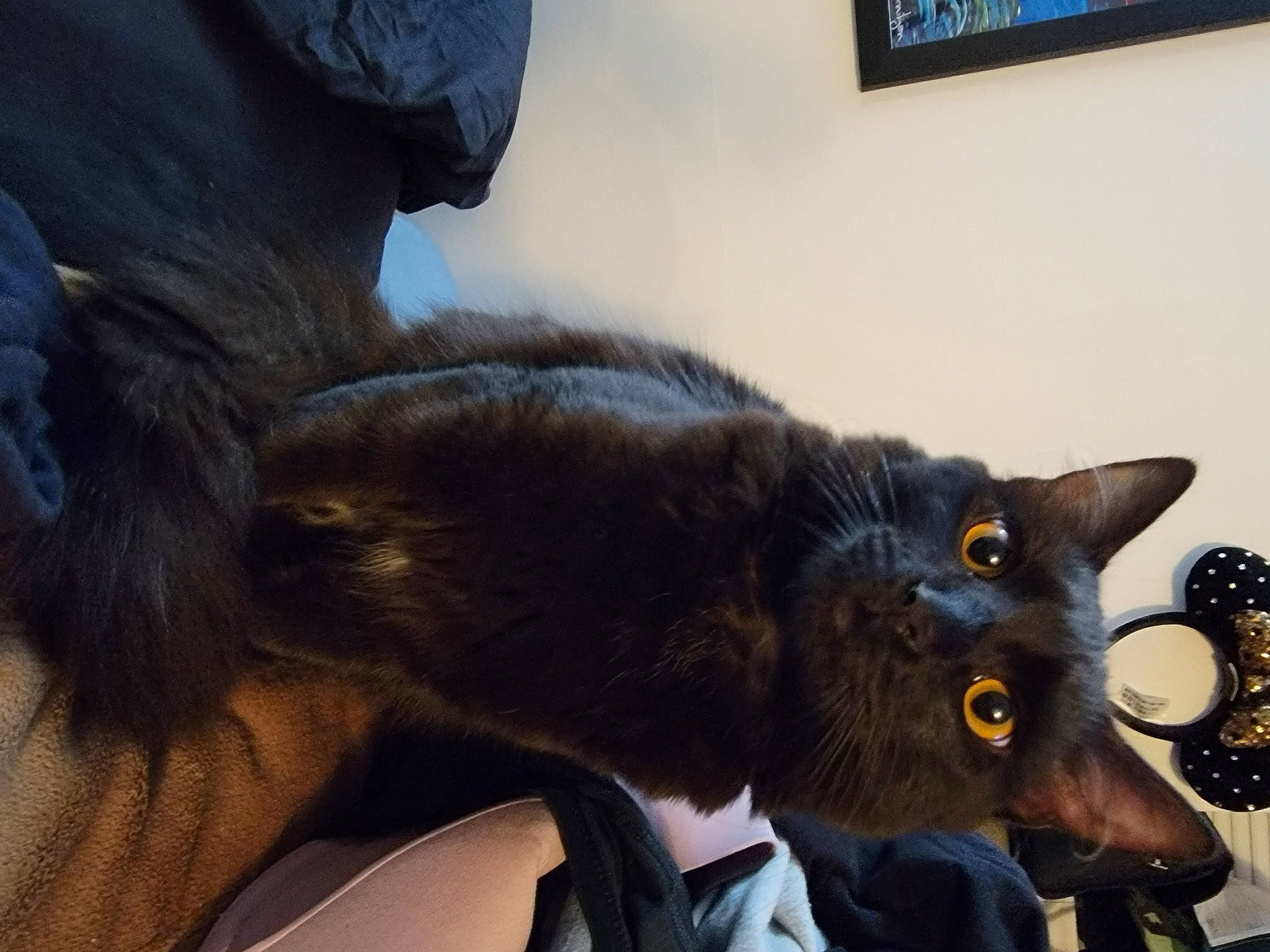 Indi joined the competition — help win amazing prizes! black_cat, blue, bombay, cable_television, carnivore, cat, claw, comfort, domestic_short_haired_cat, ear, felidae, fur, havana_brown, picture_frame, plant, small_to_medium_sized_cats, tail, television, tie, whiskers