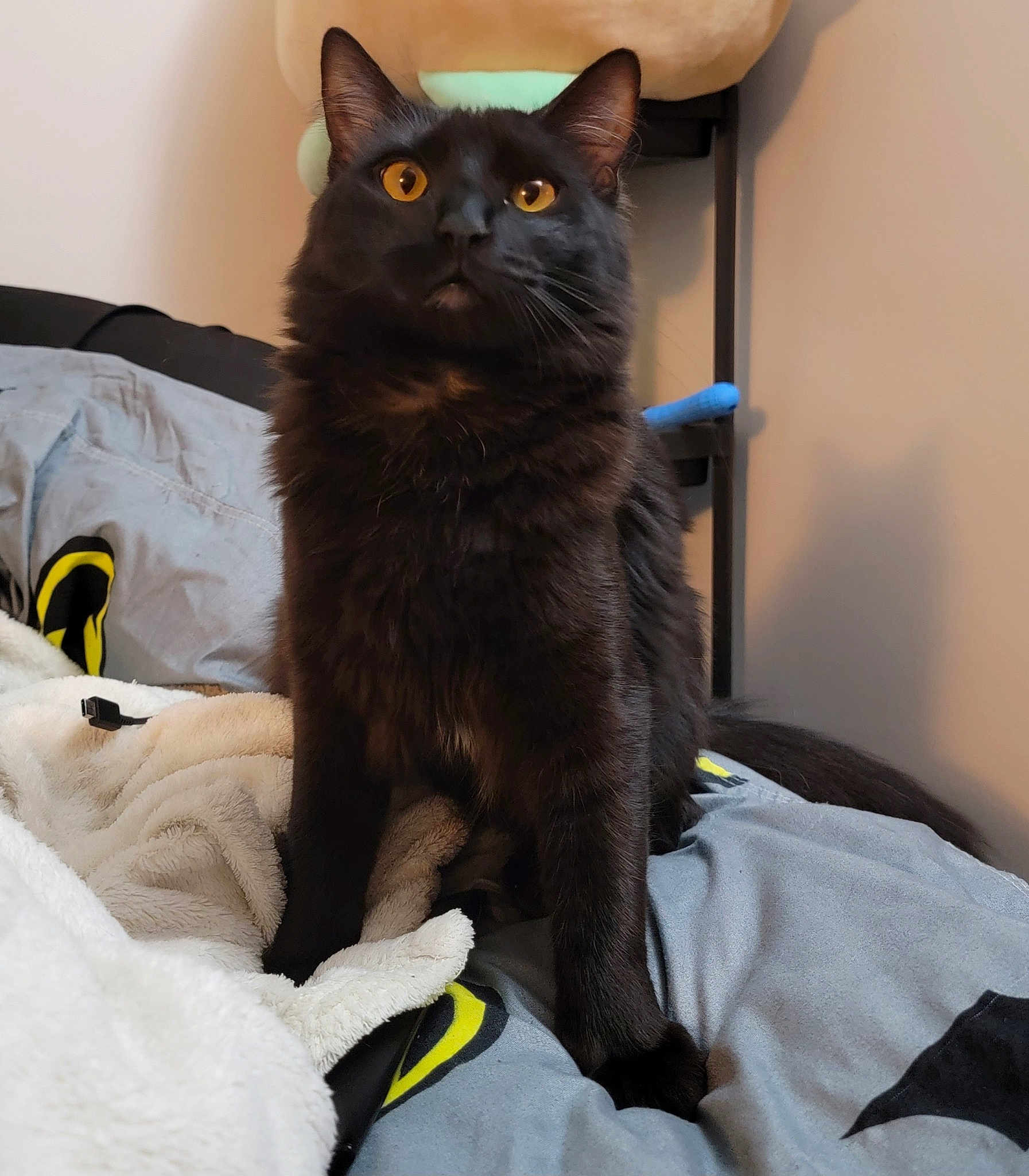 Indi